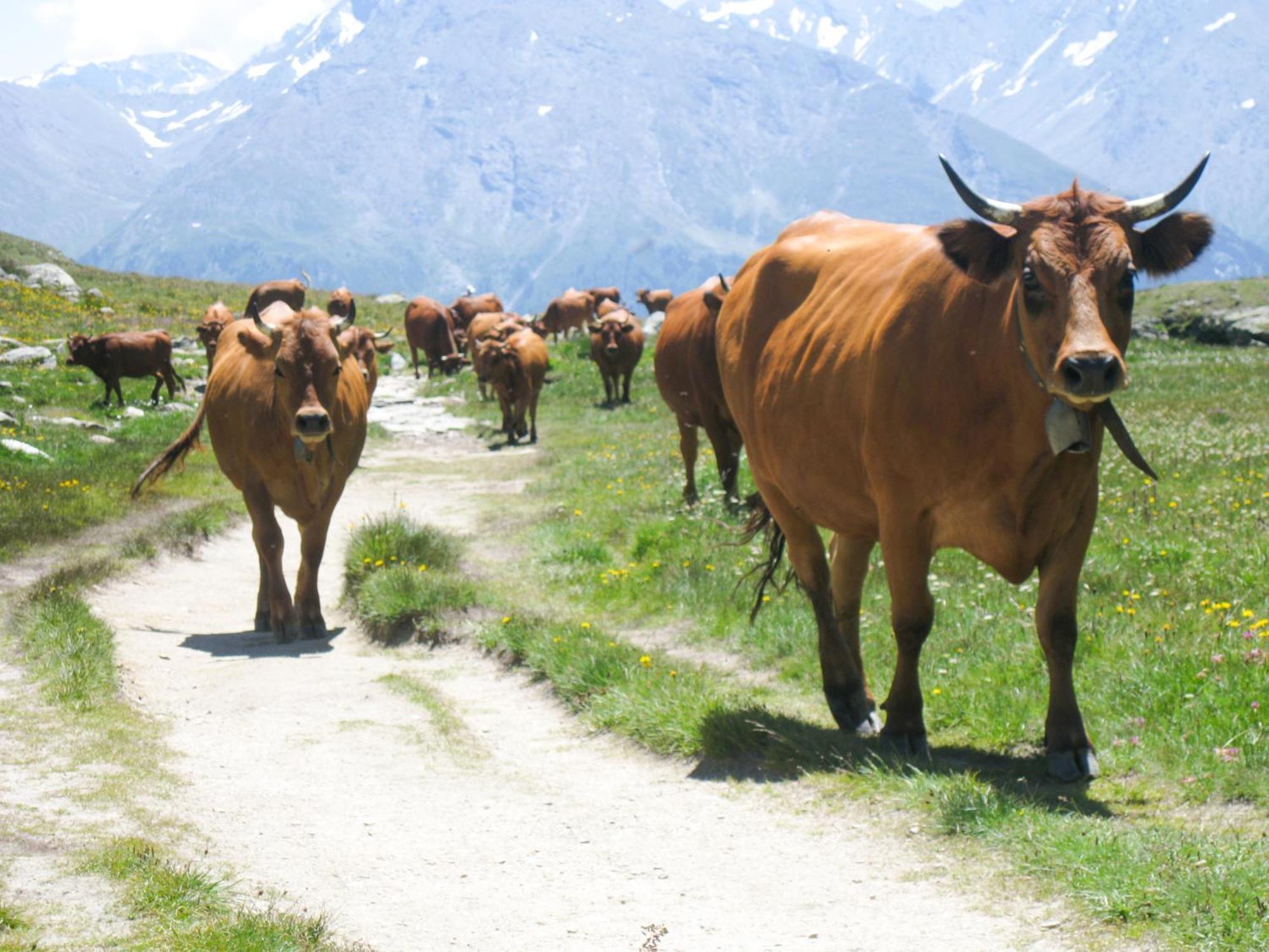 Aux Portes Du Parc National De La Vanoise Appartement Termignon Val Cenis Avec Wifi 外观 照片