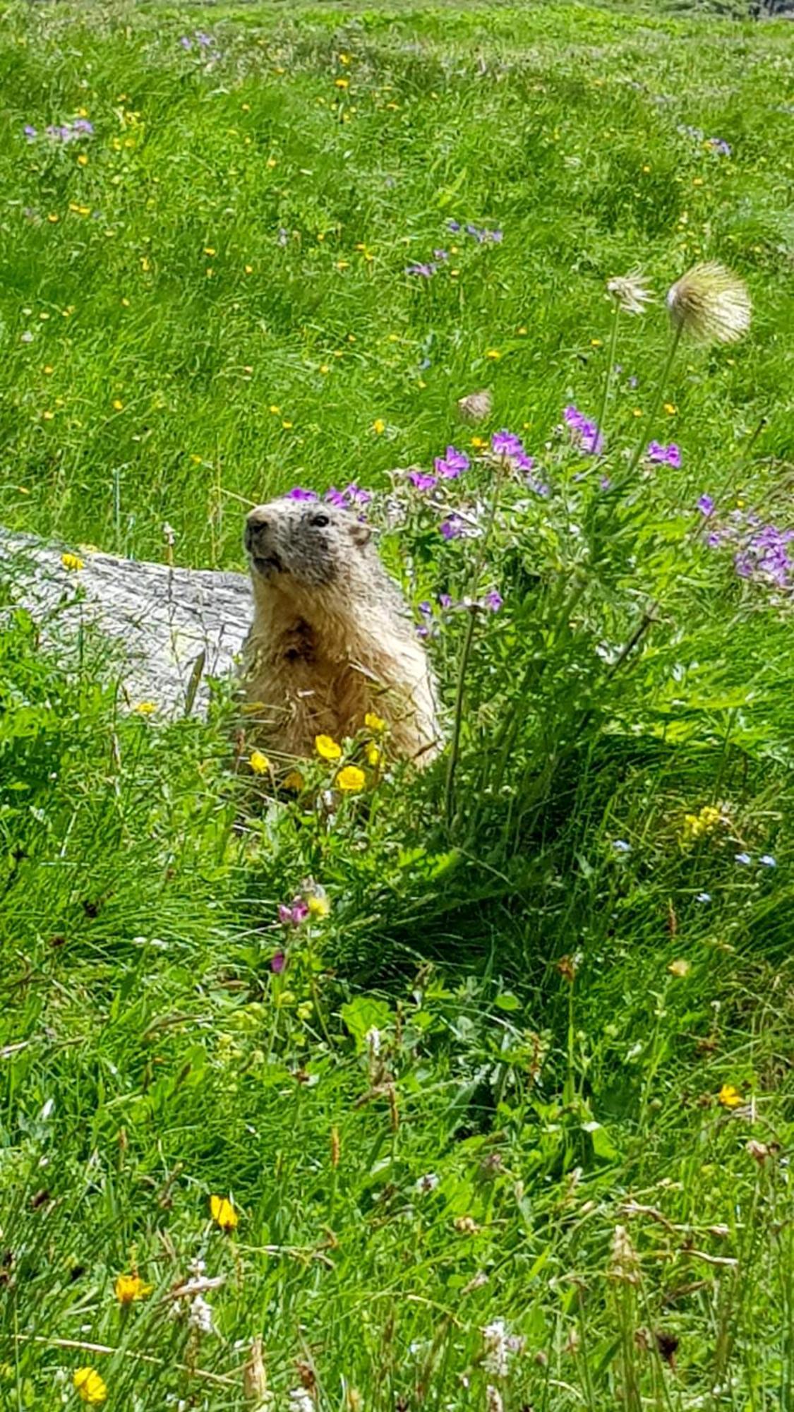 Aux Portes Du Parc National De La Vanoise Appartement Termignon Val Cenis Avec Wifi 外观 照片